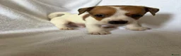 Jack Russell dogs for sale: 5 jack russell puppies for sale  - Advert 8