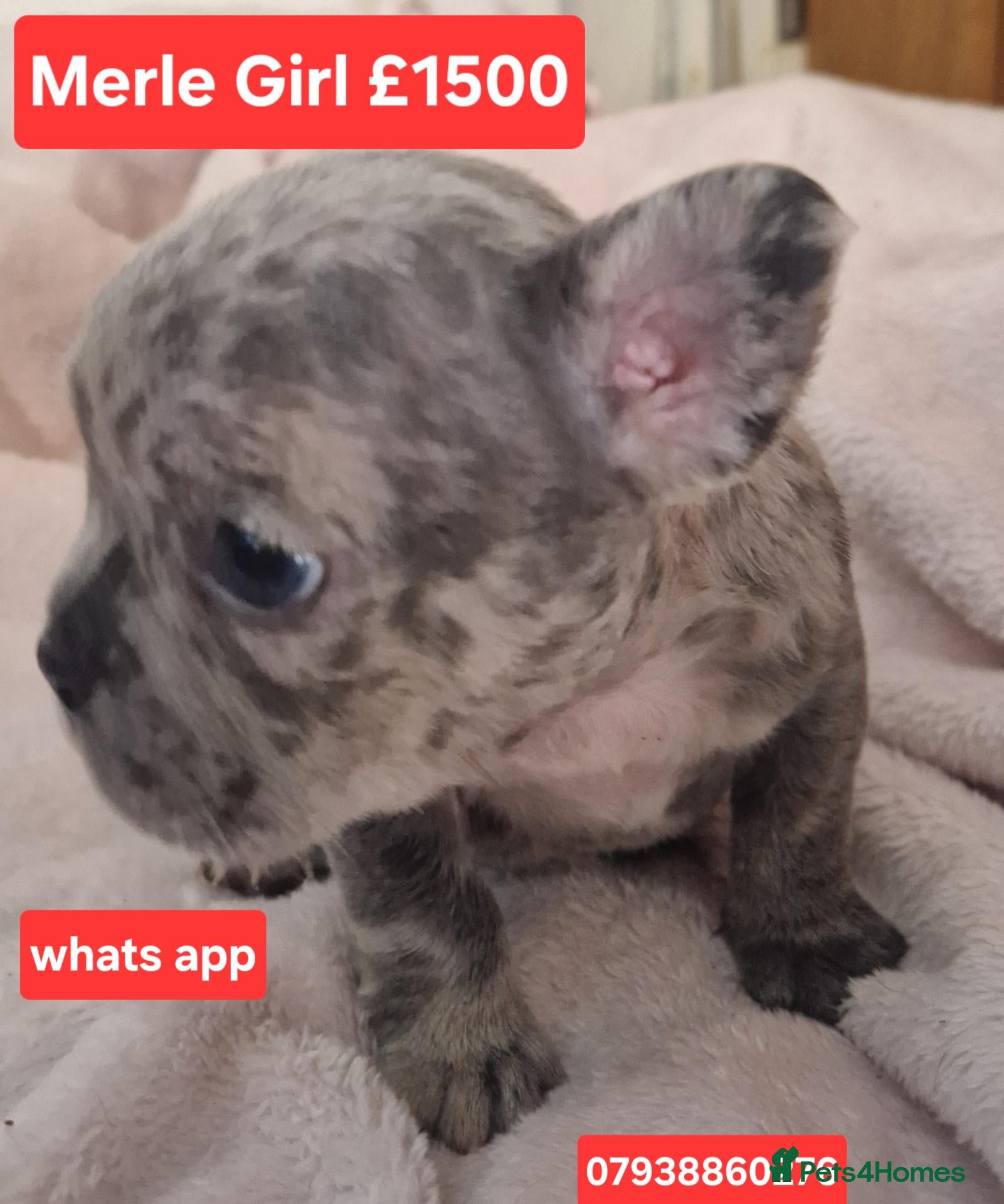 French Bulldog dogs PEDIGREE FRENCH BULLDOG PUPPIES. - Advert 4