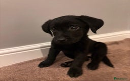 Labrador Retriever dogs for sale: Fabulous Labrador puppies  - Advert 29