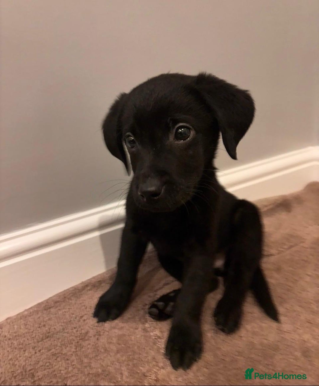 Labrador Retriever dogs for sale: Fabulous Labrador puppies  - Advert 29