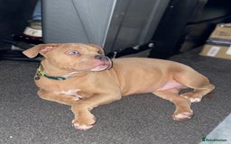 American Bully dogs for sale: American pocket bully female  - Image 1