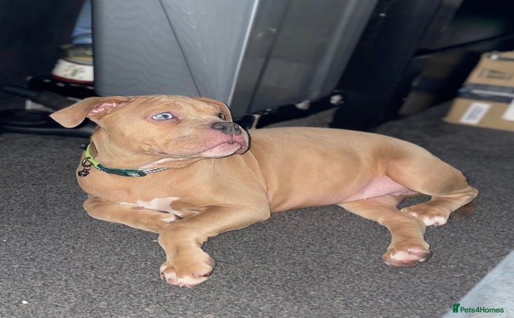 American Bully dogs - Advert 1