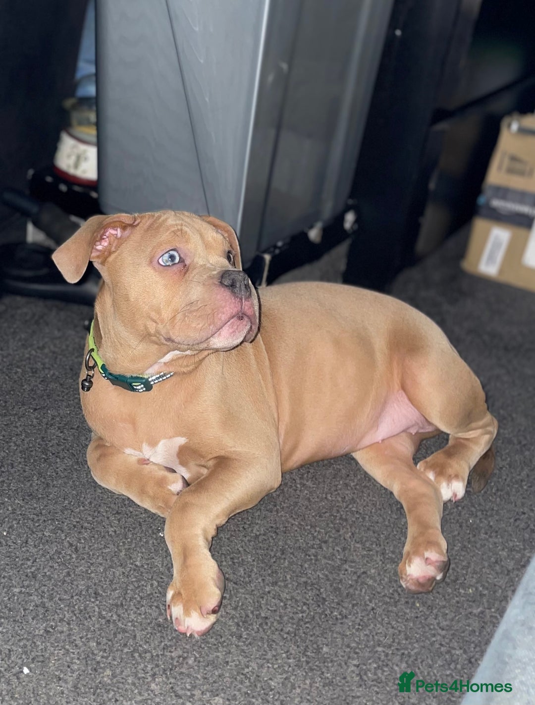 American Bully dogs for sale: American pocket bully female  - Image 1