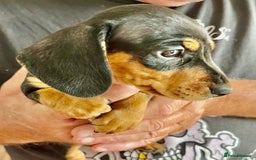 Miniature Dachshund dogs for sale: REDUCED. KC:reg Two Boys Smooth  - Image 23