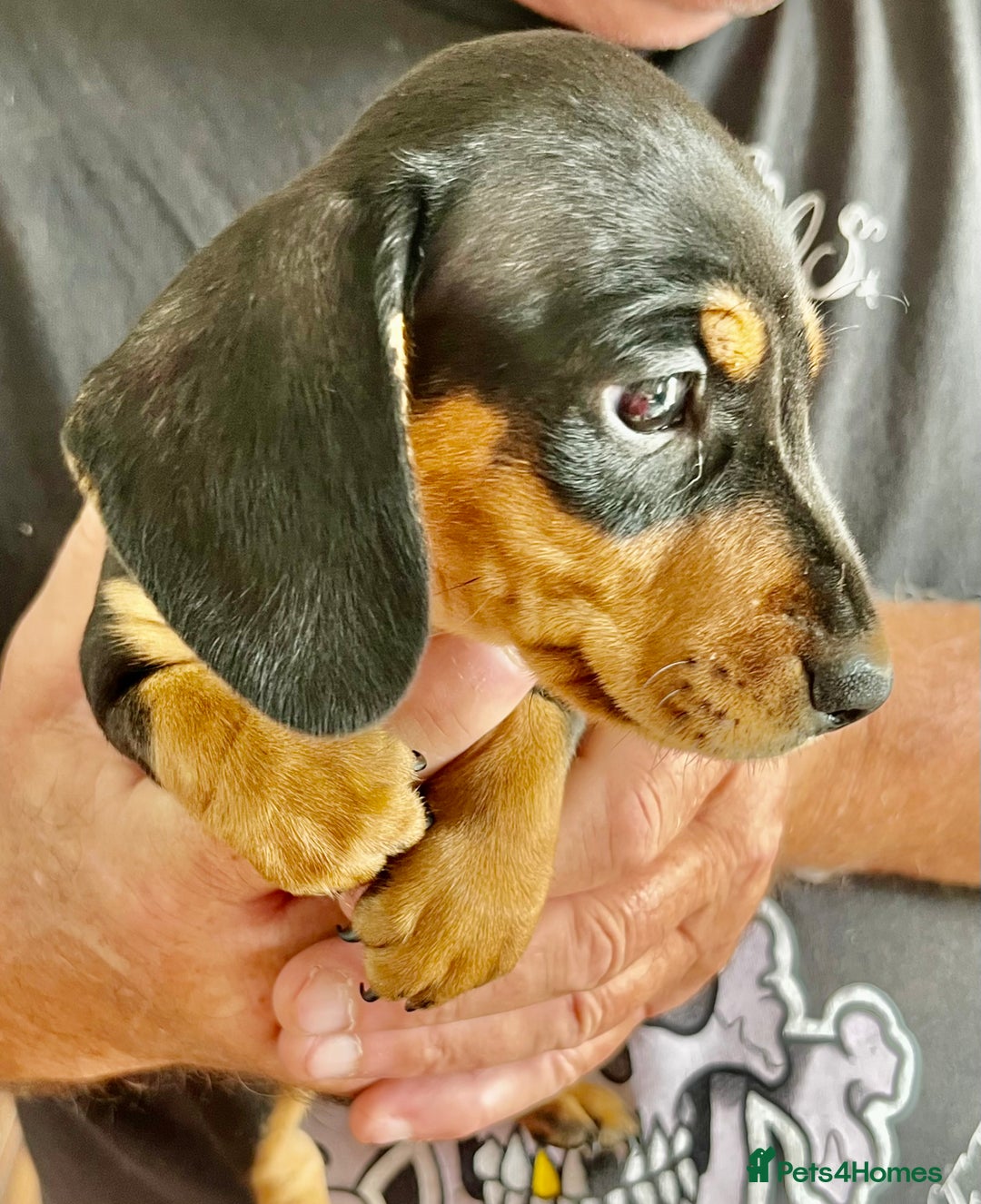 Miniature Dachshund dogs for sale: REDUCED. KC:reg Two Boys Smooth  - Image 23