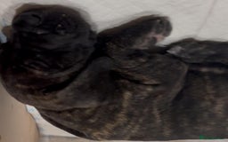 Great Dane dogs for sale: Stunning Brindle Great Dane Puppies -ONLY ONE LEFT - Image 13
