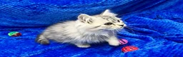 Siberian cats for sale: 🩶🩶Stunning Silver Traditional Siberian’s🩶🩶 - Advert 9
