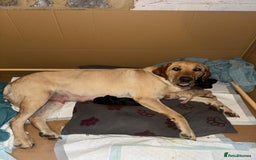 Mixed Breed dogs for sale: Beautiful Labrador × Sprocker Puppies  - Image 1