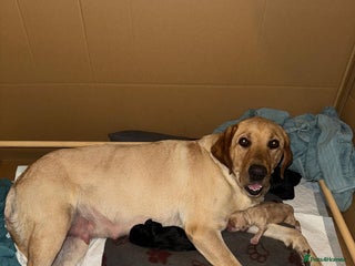 Mixed Breed dogs - Advert 1