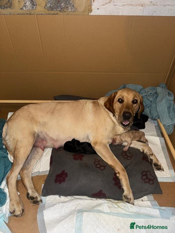 Mixed Breed dogs - Advert 2