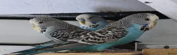 Budgerigars birds for sale: Exhibition Budgies - Advert 6