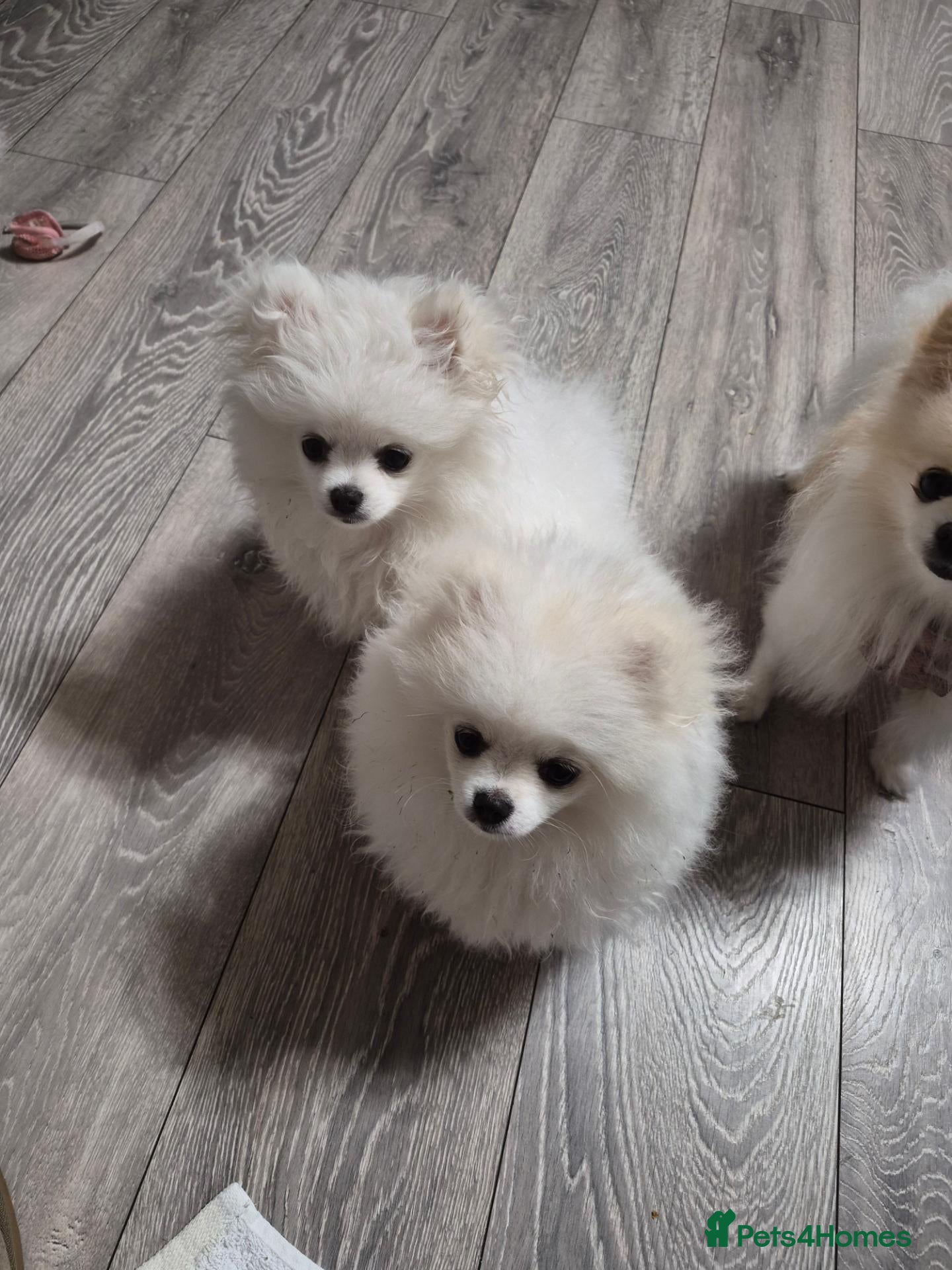Pomeranian dogs 2 white poms 17 weeks old 1 boy 1 girl - Advert 3