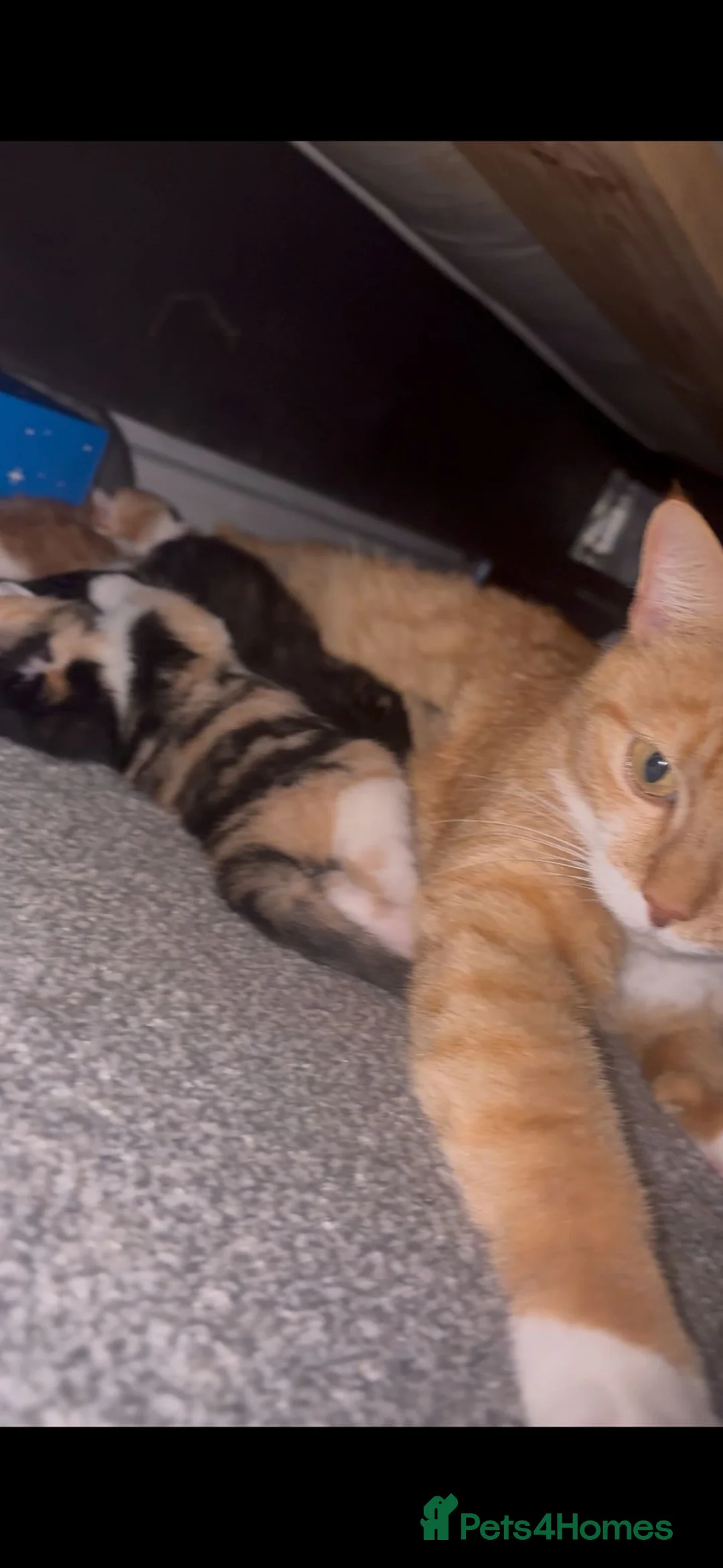 Mixed Breed cats for sale: Fluffy calico female kitten - Advert 2