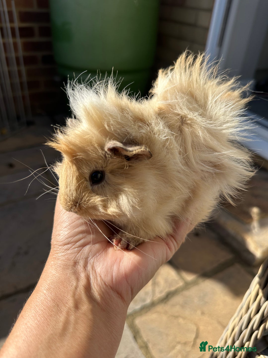 Guinea Pig rodents for sale: 3 Handsome male baby guinea pigs. - Image 9
