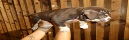 American Bully dogs for sale: 🌟BANK HOLIDAY SPECIAL🌟 Pocket bully pups 😍🐶🏆  - Advert 9