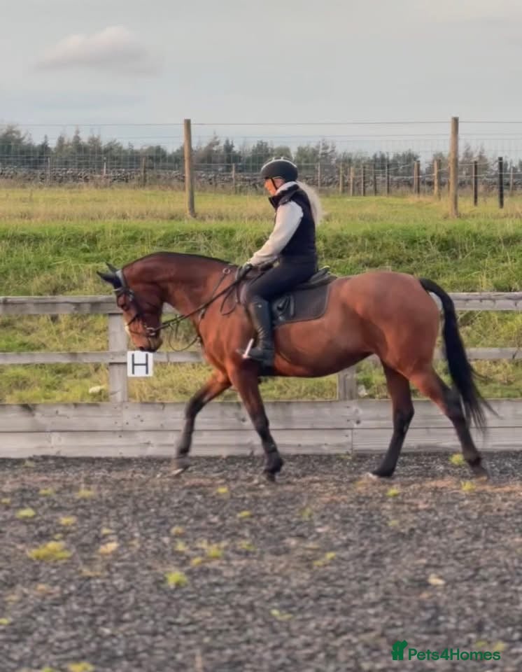 Irish Thoroughbred horses Ellie - Irish/Thoroughbred Mare - Advert 8