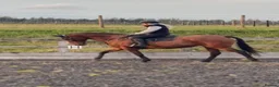 Irish Thoroughbred horses for sale: Ellie - Irish/Thoroughbred Mare in Buxton - Advert 1