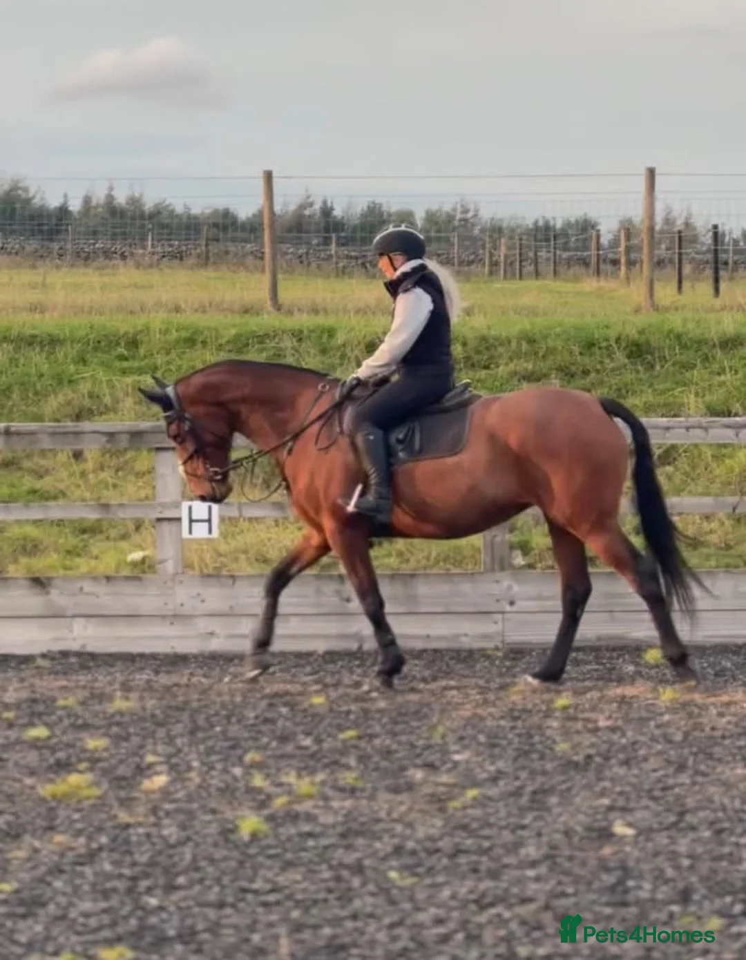 Irish Thoroughbred horses for sale: Ellie - Irish/Thoroughbred Mare in Buxton - Advert 1