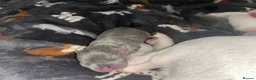 French Bulldog dogs for sale: Beautiful French Bulldog Puppies  in Welling - Advert 10