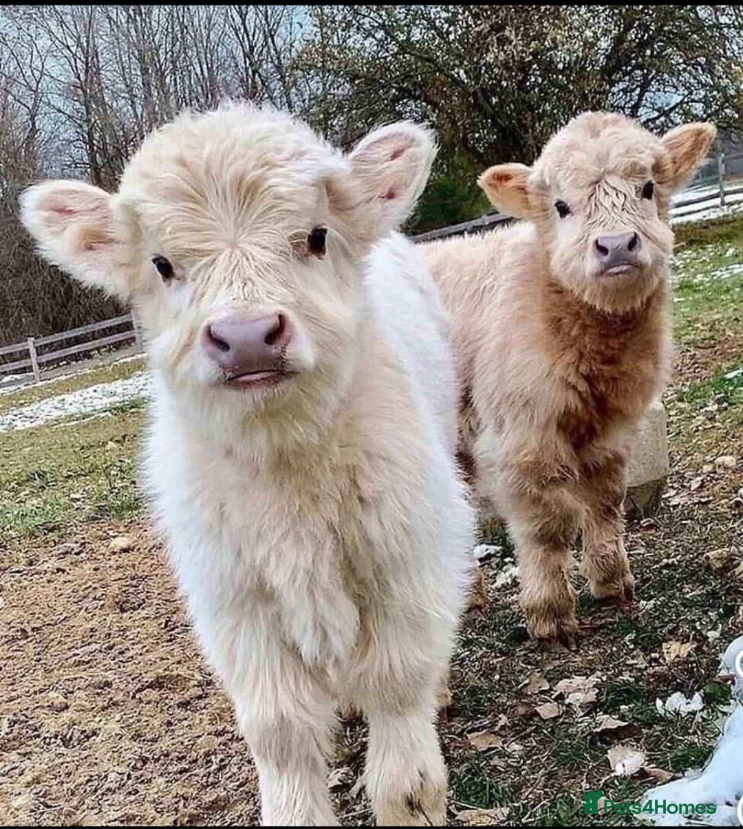 Cows & Bulls livestock for sale: Miniature pure breed cattles for sale - Advert 2