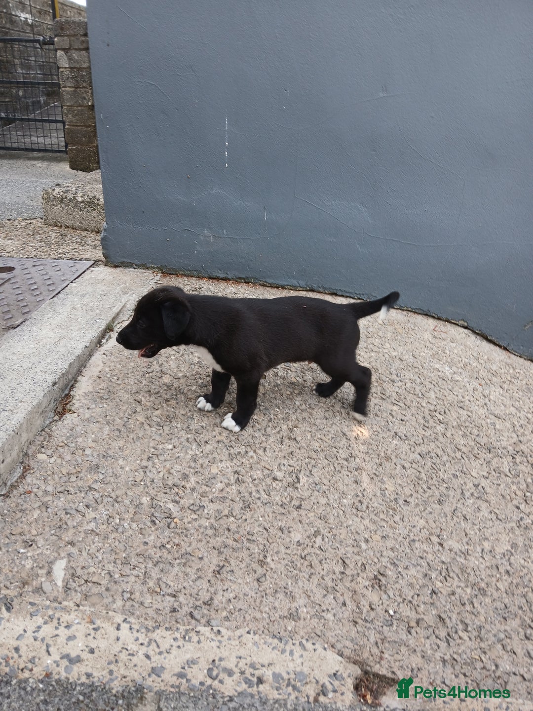 Mixed Breed dogs for sale: Lurcher pups  - Image 3