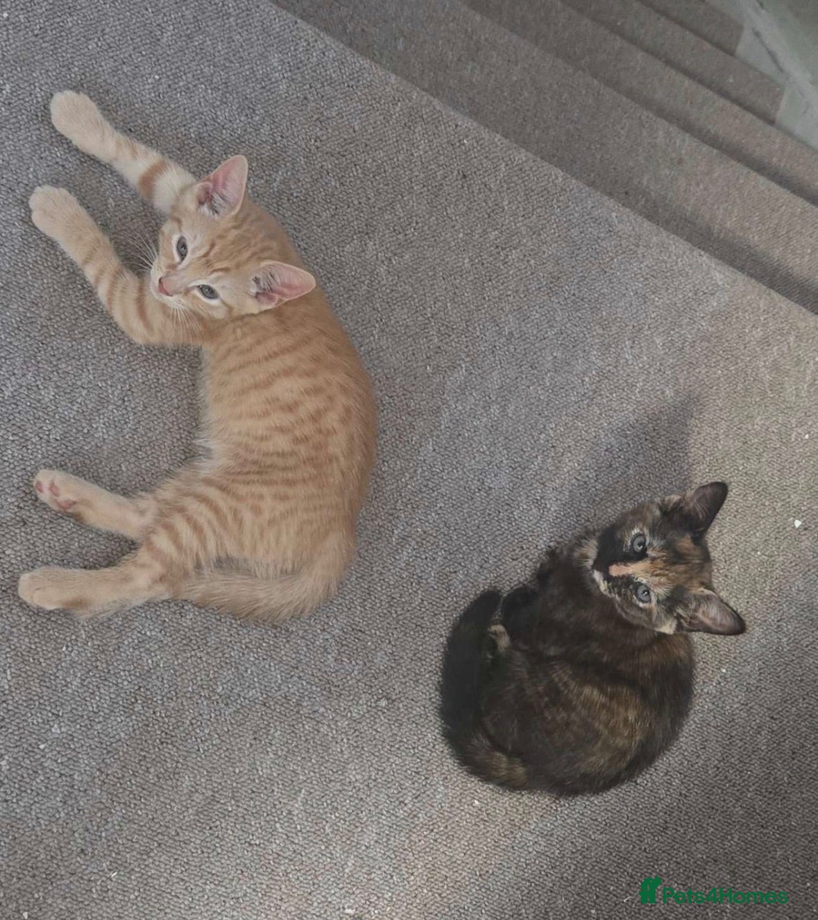 Mixed Breed cats 2 kittens - Advert 1
