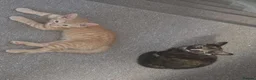 Mixed Breed cats for sale: 2 kittens in Ipswich - Advert 1
