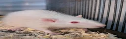 Rat rodents for sale: Group of 4 female rats - Advert 8