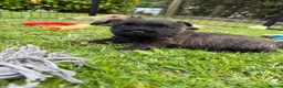 Cairn Terrier dogs for sale: Beautiful KC Reg Cairn Terrier Puppies 🐾  - Advert 25
