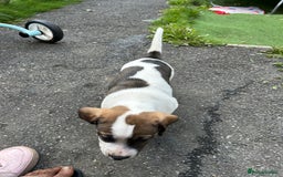 Mixed Breed dogs for sale: 🐾Cocker-Pie (Mini Hippo)s🐾 - Image 31