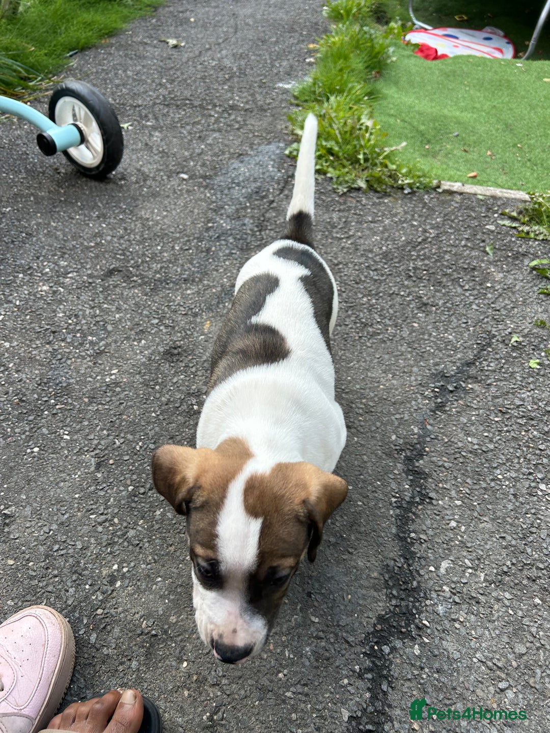 Mixed Breed dogs for sale: 🐾Cocker-Pie (Mini Hippo)s🐾 - Image 31