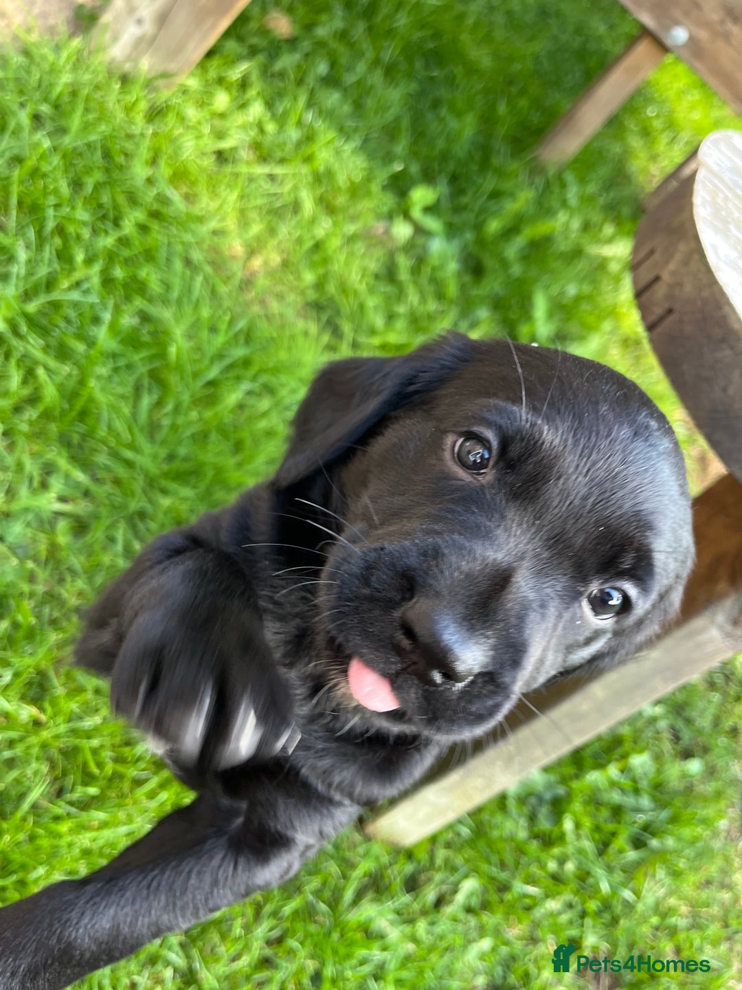 Mixed Breed dogs for sale: Sprockerdor puppies for sale - Image 5