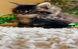 Maine Coon cats for sale: Beautiful GCCF Maine Coon kittens - Advert 29