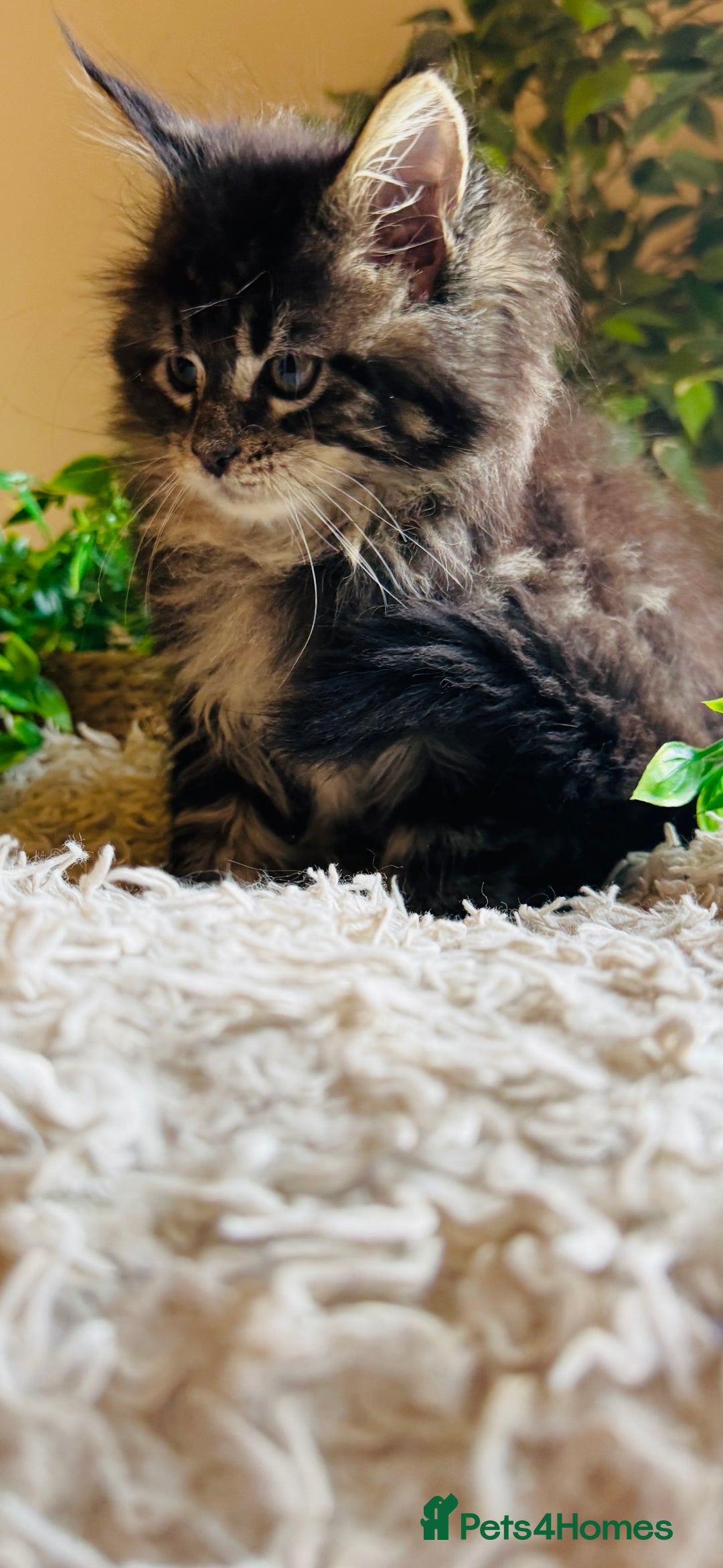 Maine Coon cats for sale: Beautiful GCCF Maine Coon kittens - Advert 29