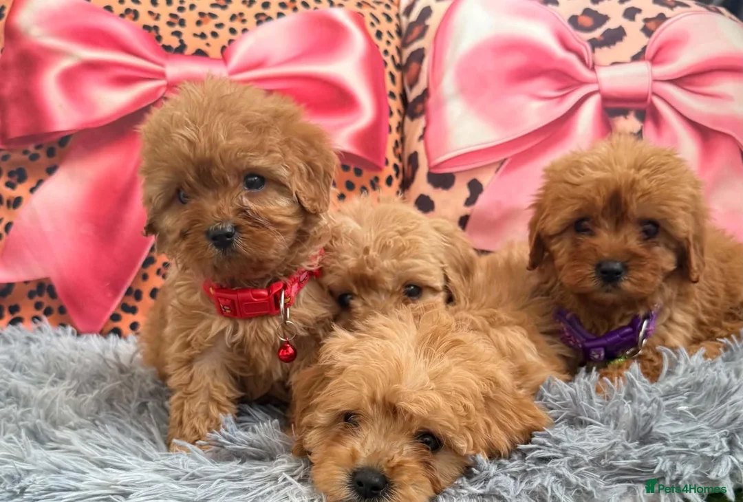 Cavapoo dogs for sale: Adorable poppies - Advert 2