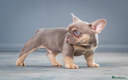 French Bulldog dogs for sale: French bulldogs 2 LEFT AVAILABLE  - Image 3
