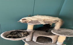 Ragdoll cats for sale: Ragdoll Cross Kittens – £300 each - Image 2