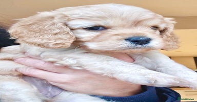 Cavapoo dogs - Advert 5