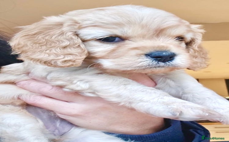 Cavapoo dogs - Advert 16