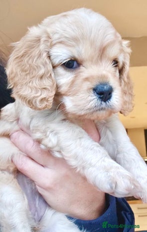 Cavapoo dogs - Advert 16