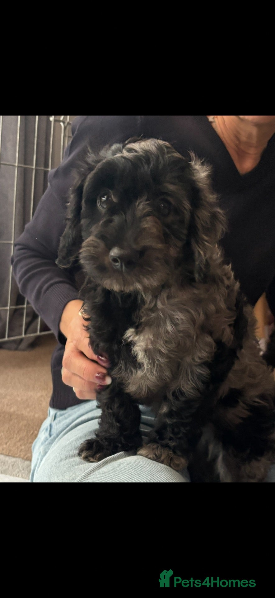 Cavapoo dogs 1 little boy looking for forever home ❤️ - Advert 9