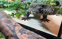 Lizard reptiles for sale: Stunning black and white tegu female - Image 11