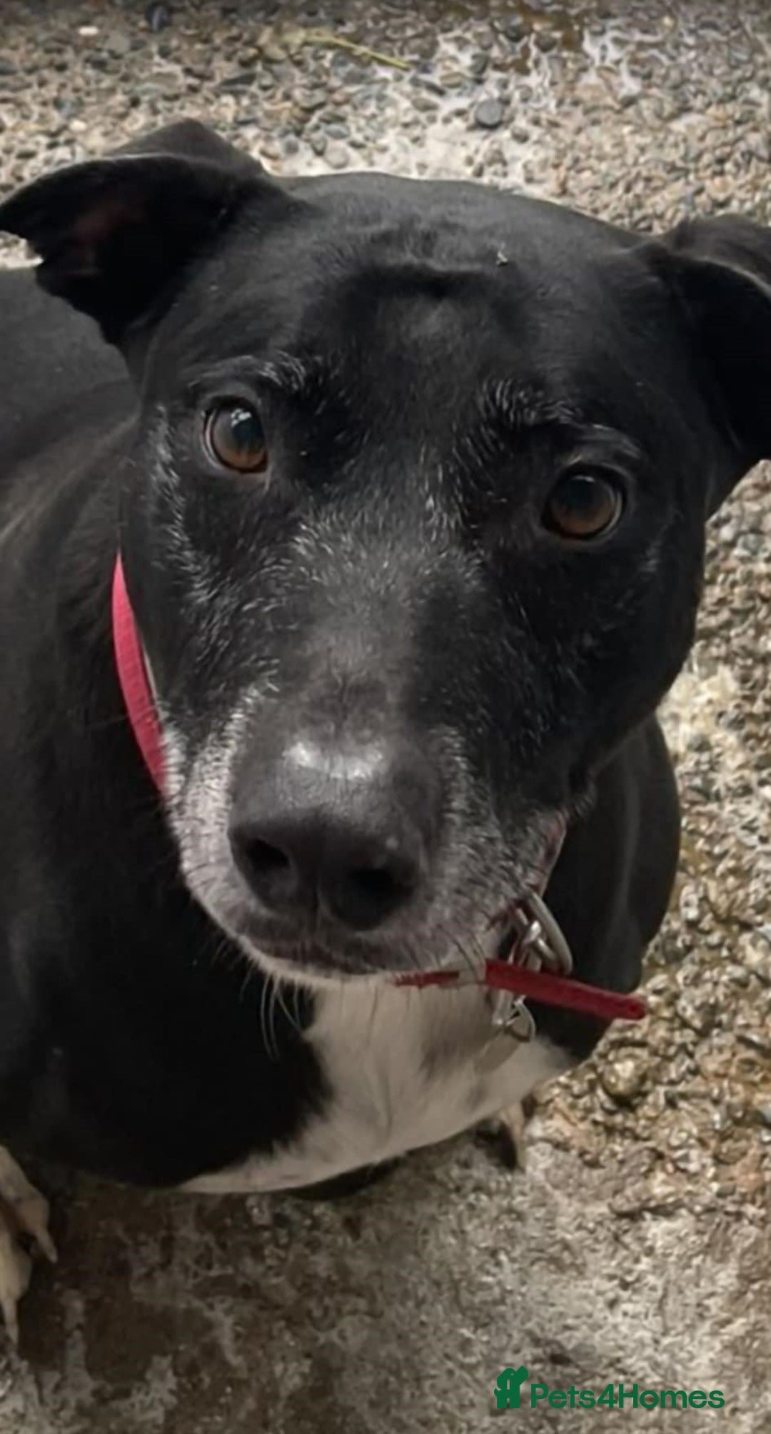 Mixed Breed dogs for adoption: MAX approx 8yr old mixed breed - Advert 1