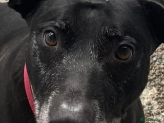 Mixed Breed dogs MAX approx 8yr old mixed breed - Advert 1