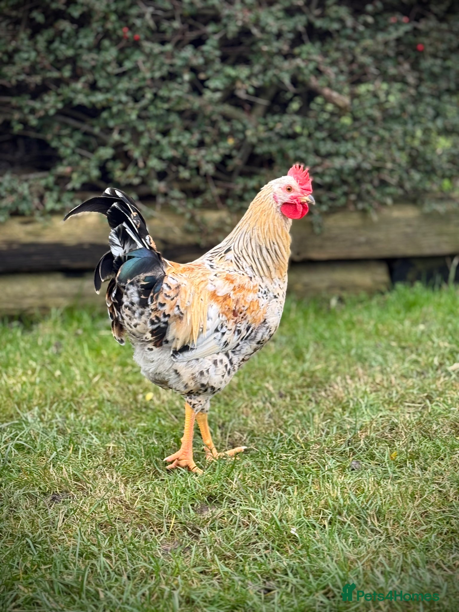 Chickens poultry Pure Swedish flower hen cockerel - Advert 2
