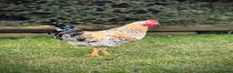 Chickens poultry for sale: Pure Swedish flower hen cockerel - Advert 1