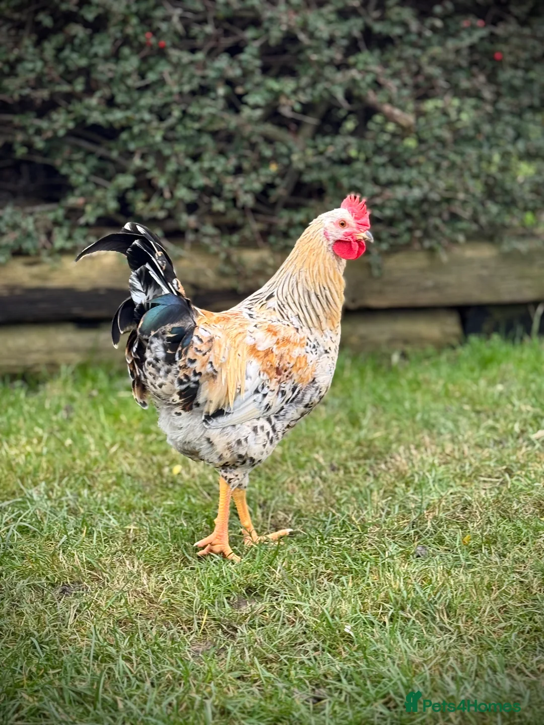 Chickens poultry for sale: Pure Swedish flower hen cockerel - Advert 1