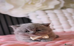 British Shorthair cats for sale: 💎 British Shorthair - GCCF 💎 - Image 13