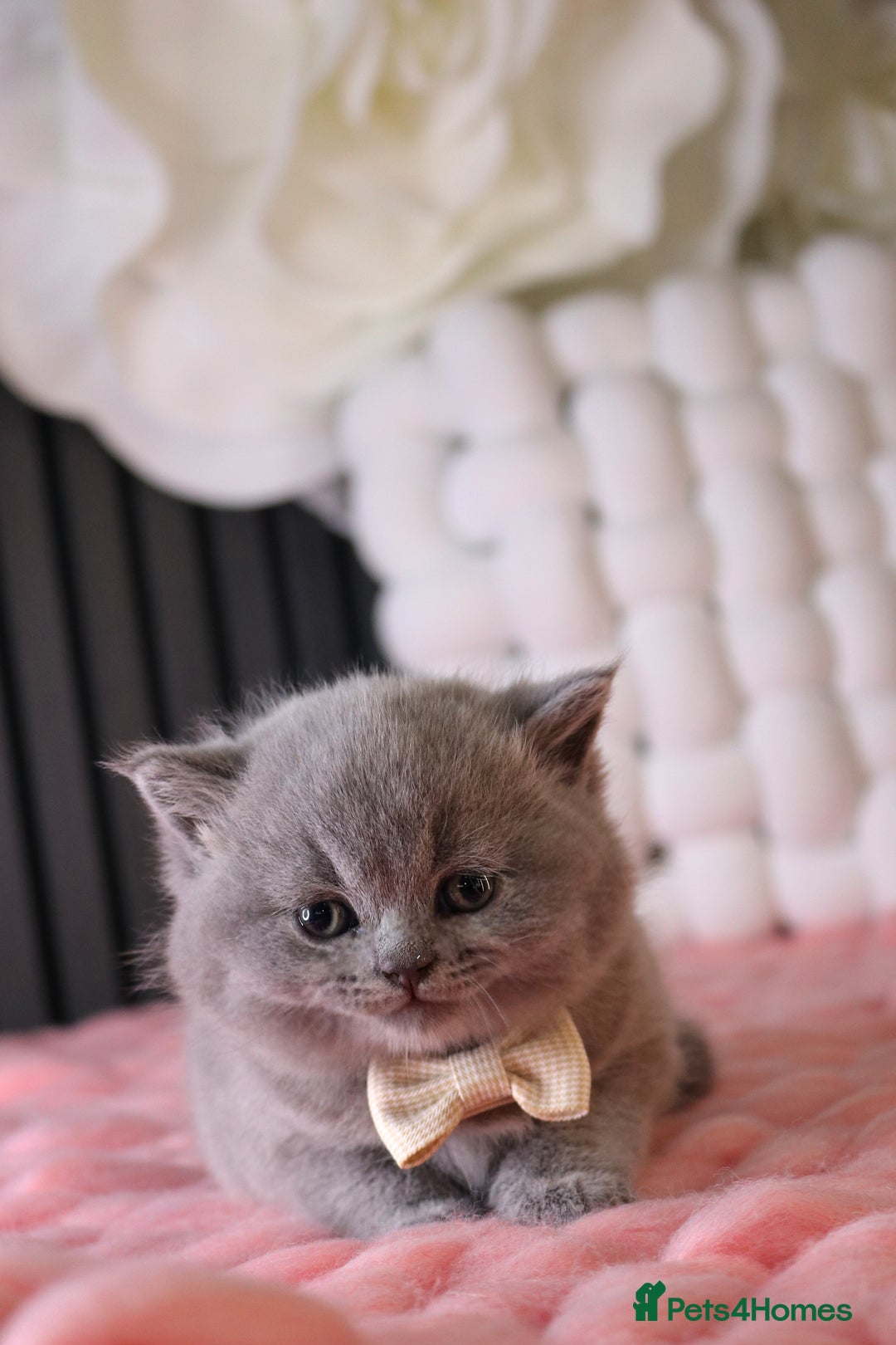 British Shorthair cats for sale: 💎 British Shorthair - GCCF 💎 - Image 13