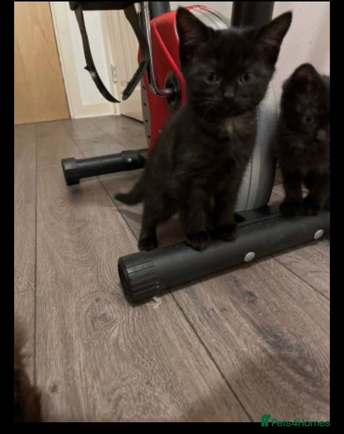 Ragdoll cats Ragdoll cross kittens  - Advert 1